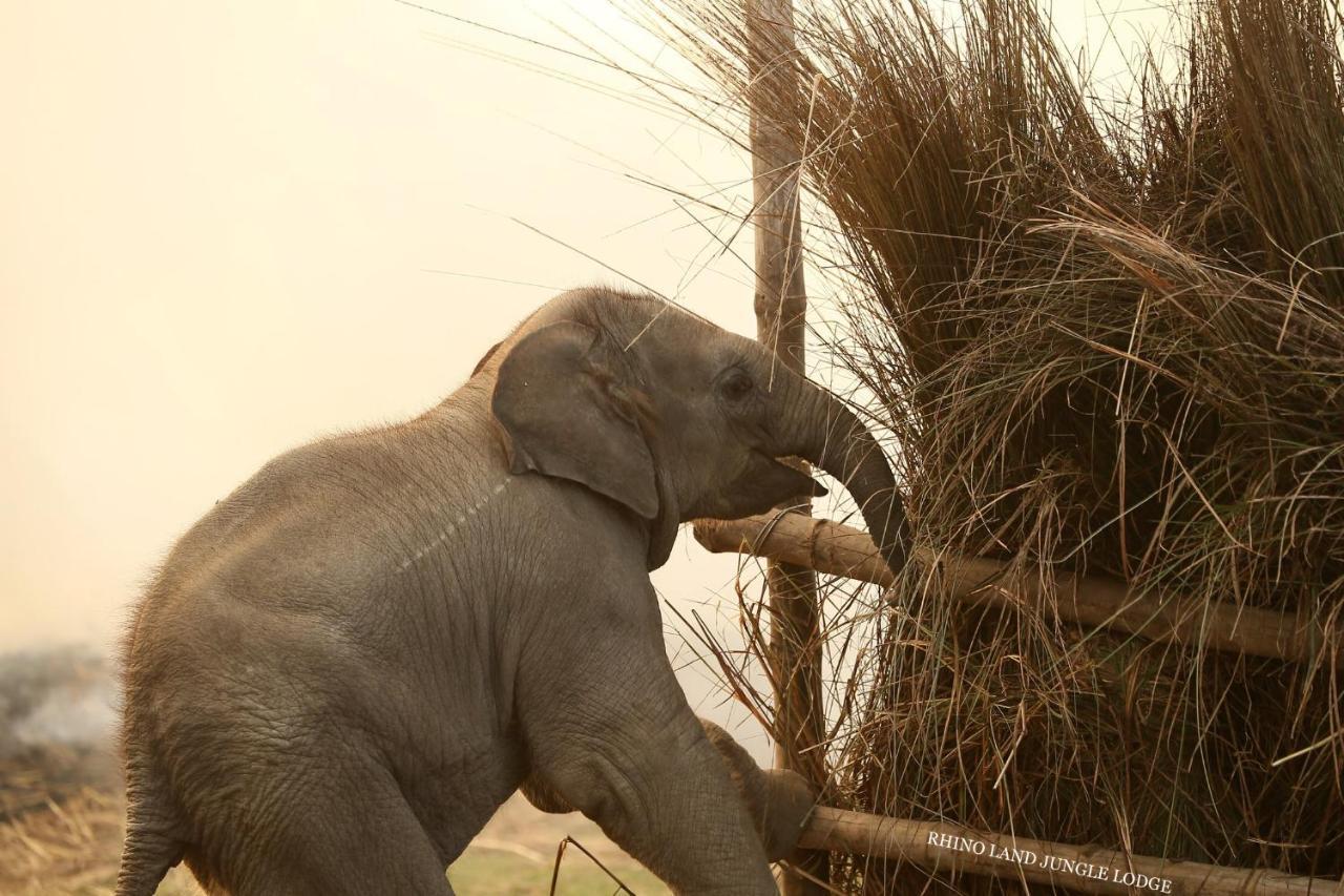 Rhino Land Jungle Lodge Sauraha Exterior photo