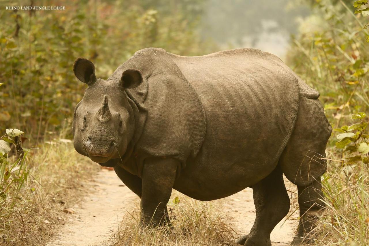Rhino Land Jungle Lodge Sauraha Exterior photo